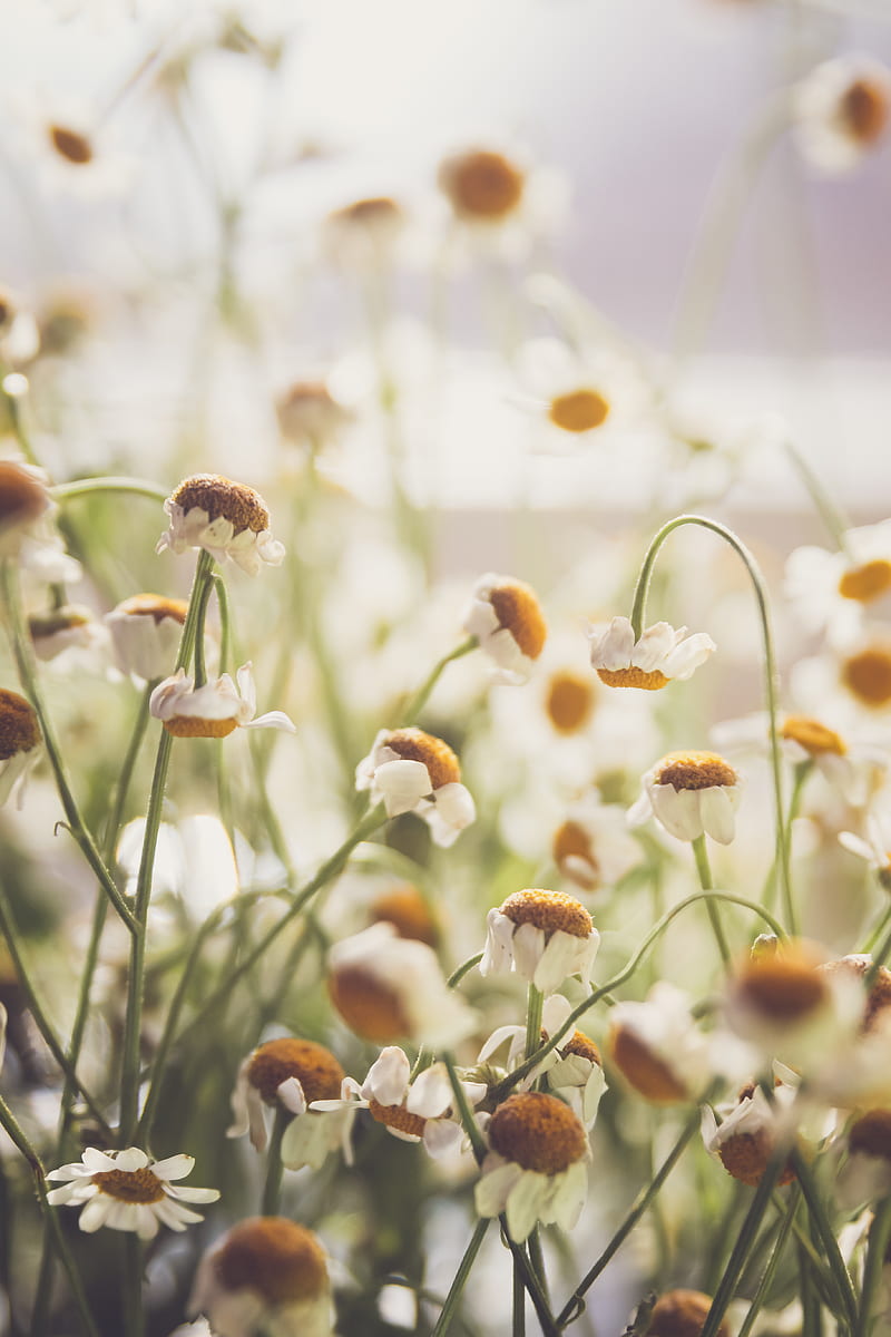 chamomile, flowers, white, light, macro, HD phone wallpaper