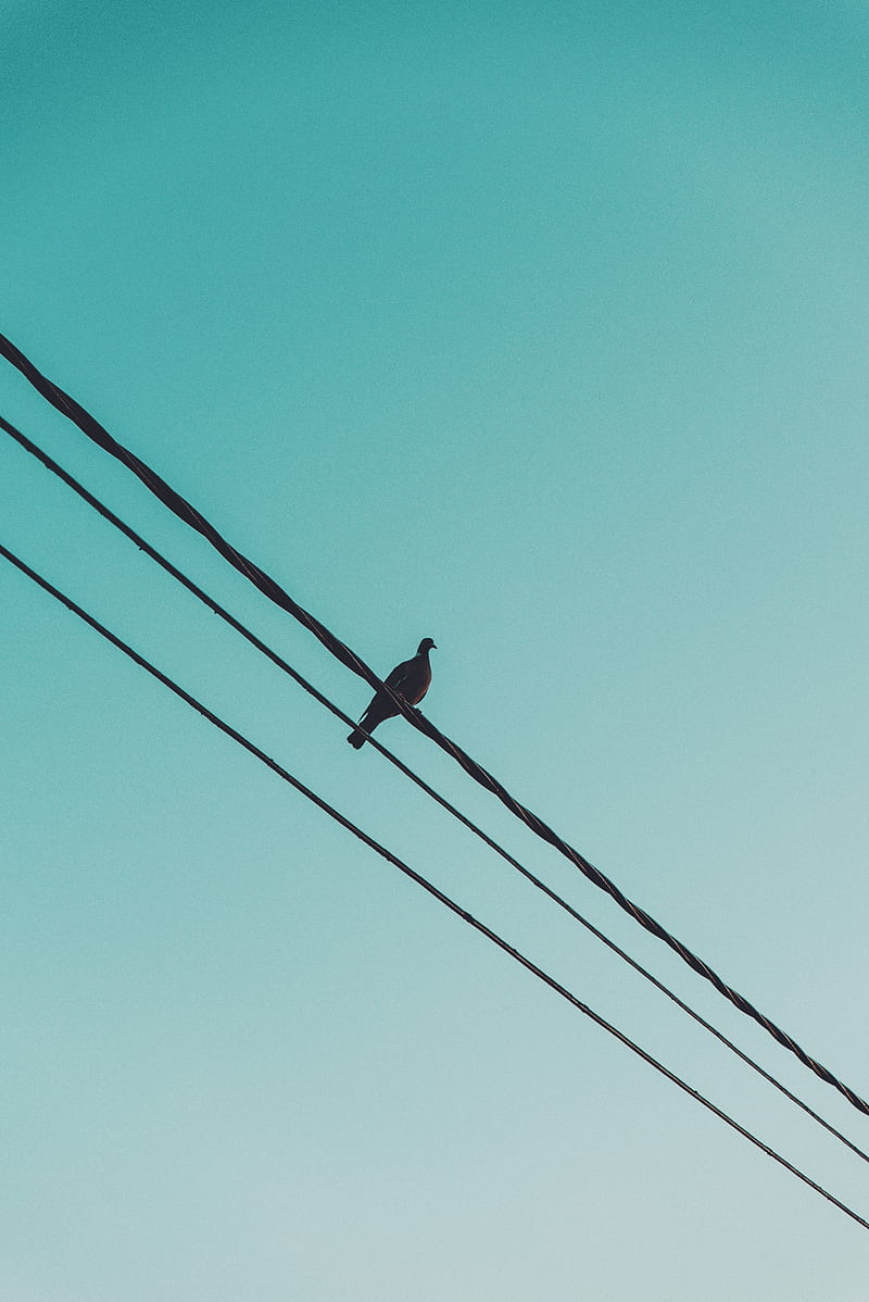 pigeon, wire, sky, HD phone wallpaper