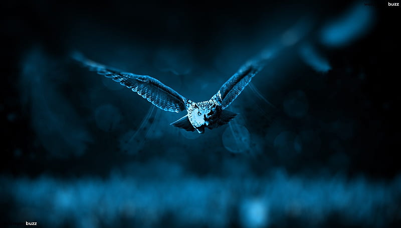 An Owl Flies In Darkness, owl, wings, bird, darkness, flies, animal, HD wallpaper