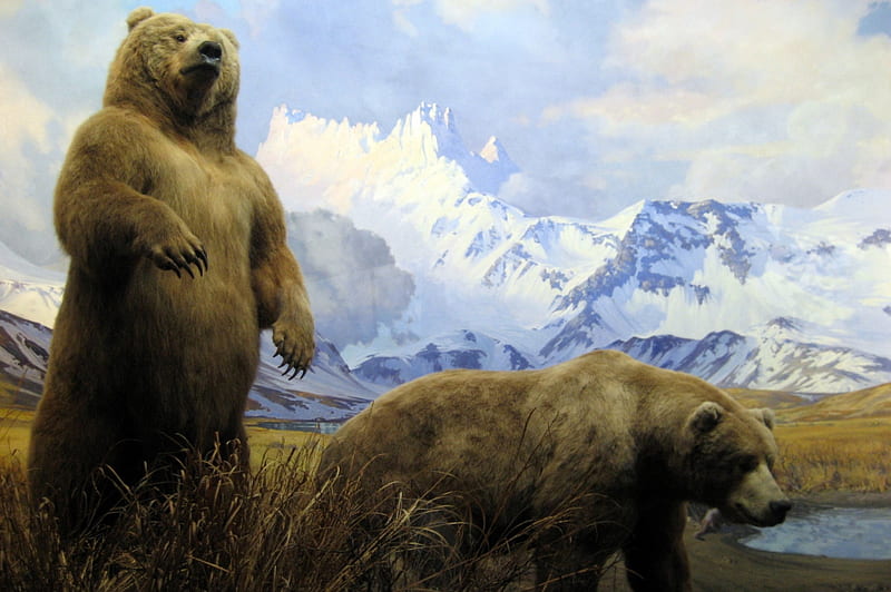 bear family, mountain, bear, family, alaska, HD wallpaper