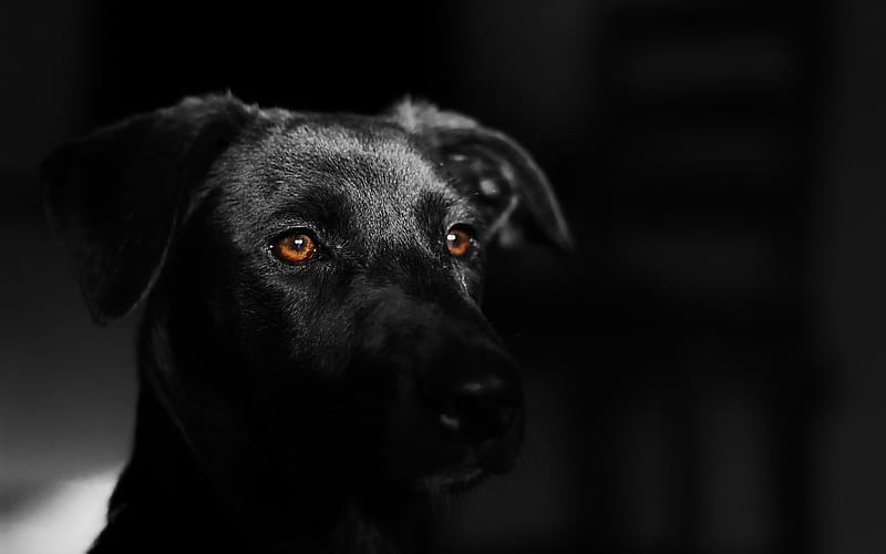 black labrador, close-up, black retriever, dogs, cute animals, pets, labradors, black dog, HD wallpaper