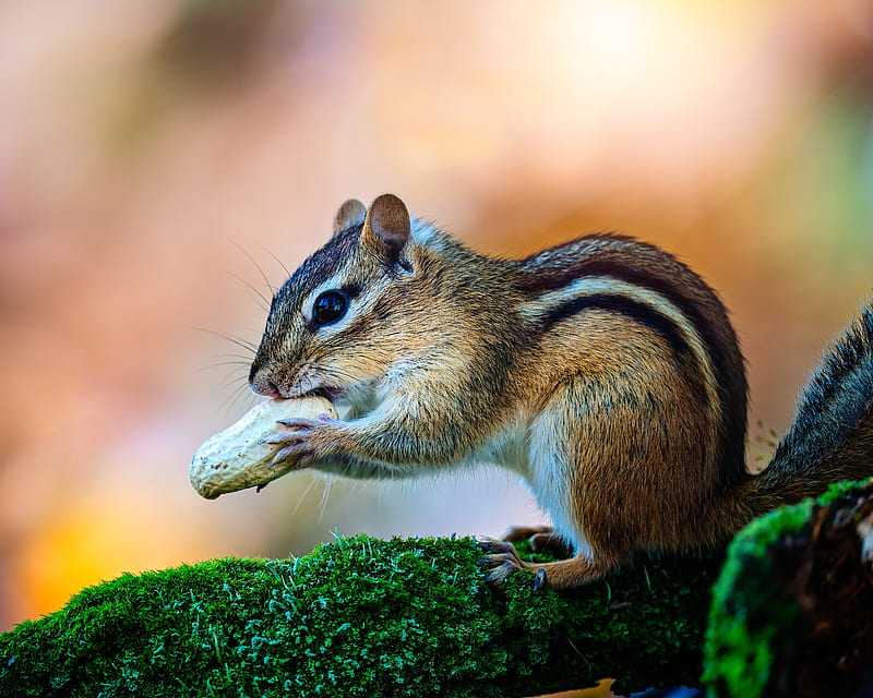 Animal, Chipmunk, Moss, Peanut, Rodent, Wildlife, HD wallpaper