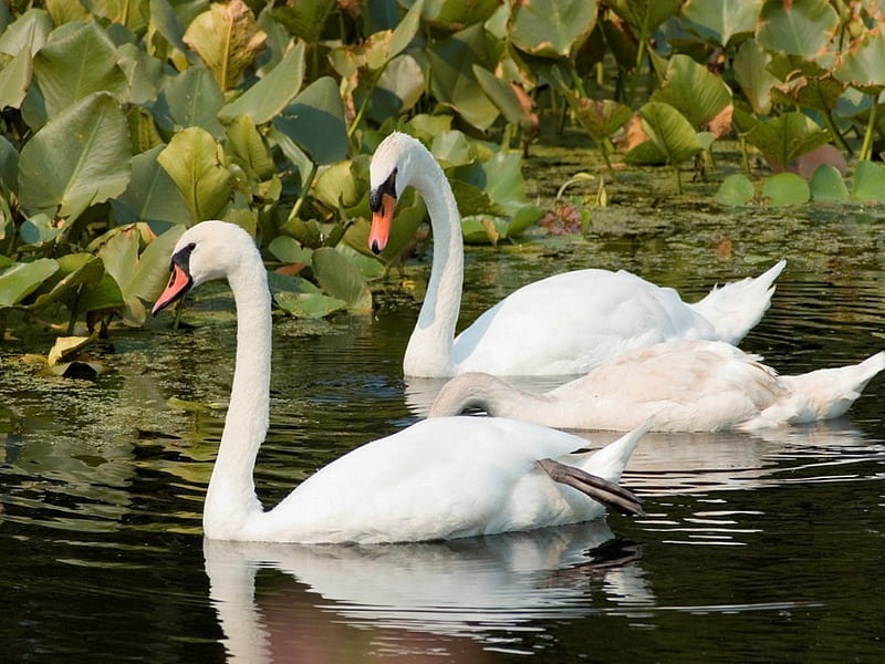 Lovely Swans, cool, nice, lovely, white, HD wallpaper