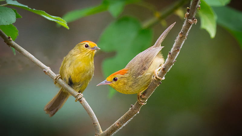 two cute yellow birds are sitting on tree branch during daytime animals, HD wallpaper