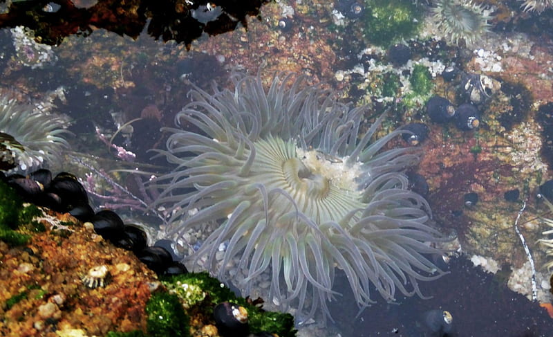 Sea Anemone in Tidepool, Coral Reefs, Sealife, Oceans, Underwwater, Nature, HD wallpaper