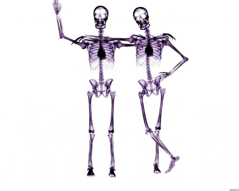 Buddies, skeletons, sketetons, x-ray, friends, HD wallpaper