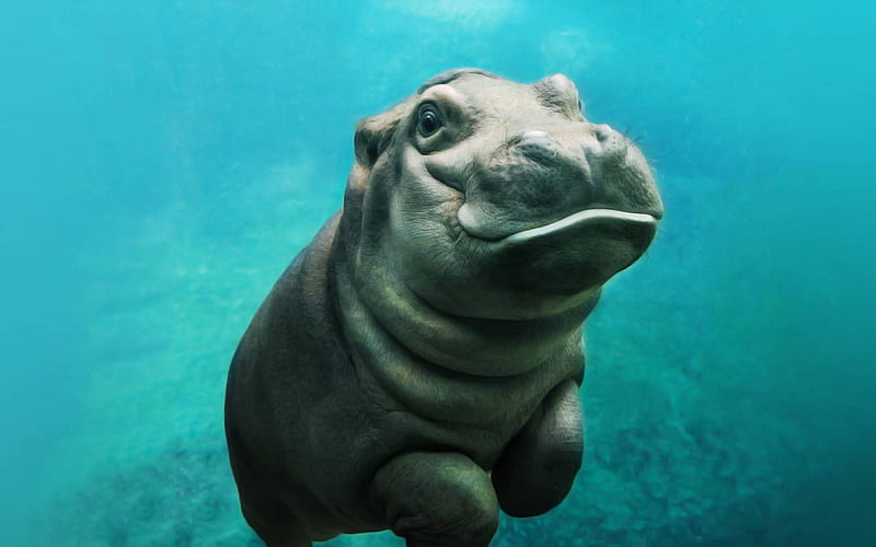 little hippo, underwater, cute animals, baby hippo, Hippopotamus, wildlife, small animals, hippos, HD wallpaper