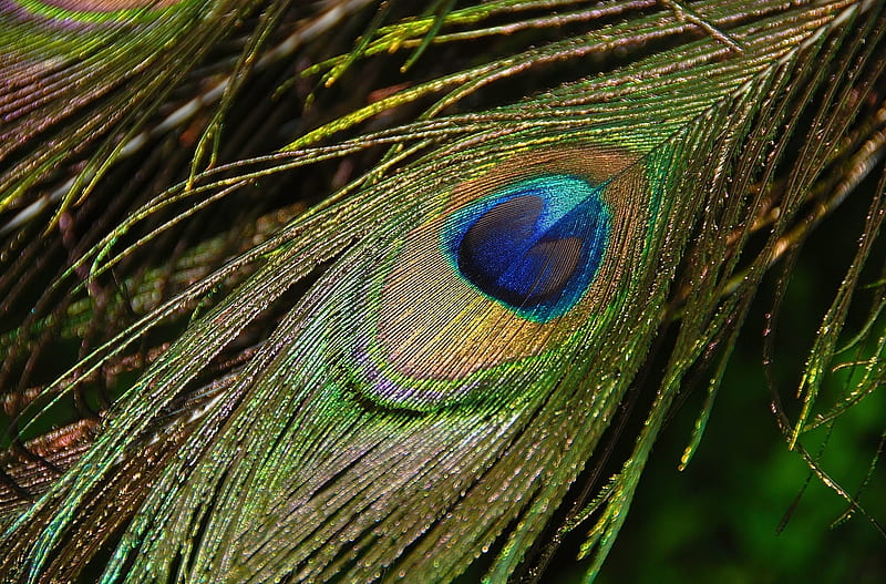 Peacock feather, peacock, green, blue, feather, texture, HD wallpaper |  Peakpx