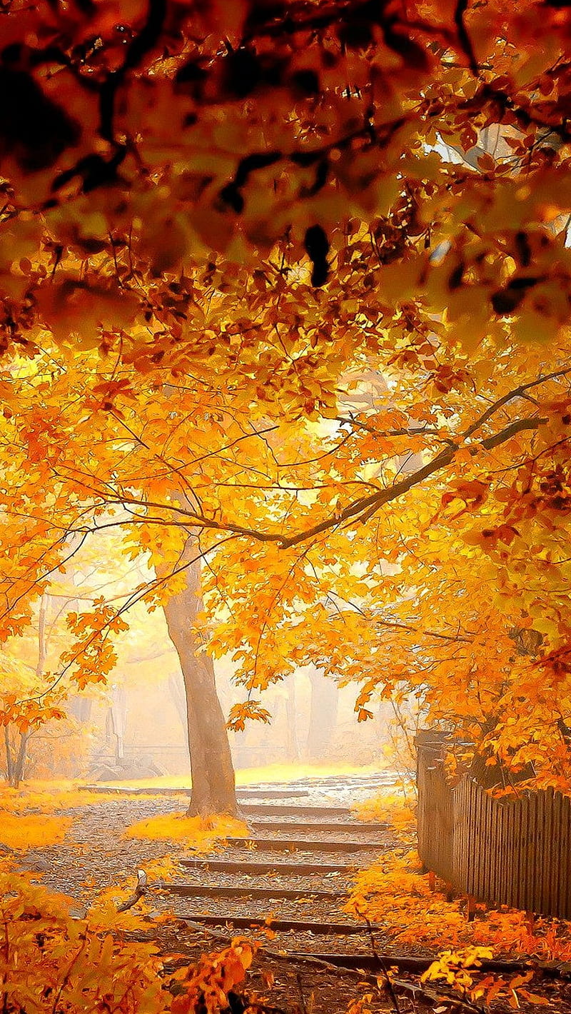 Garden, nature, yellow, HD phone wallpaper