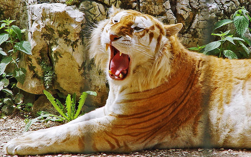 The Liger, liger, tigon, panthera leo x tigris, cat, big cat crossbreed, HD wallpaper
