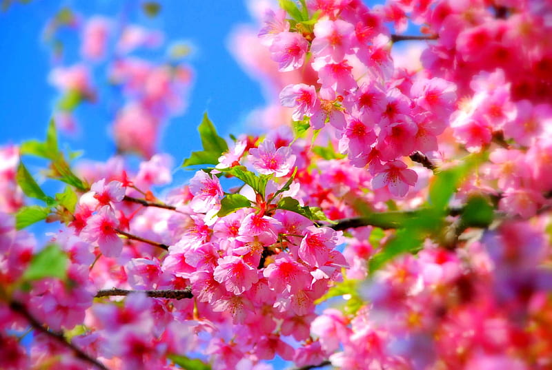 PINK SPRING, sakura, blossoms, JAPAN, spring, cherry tree, HD wallpaper