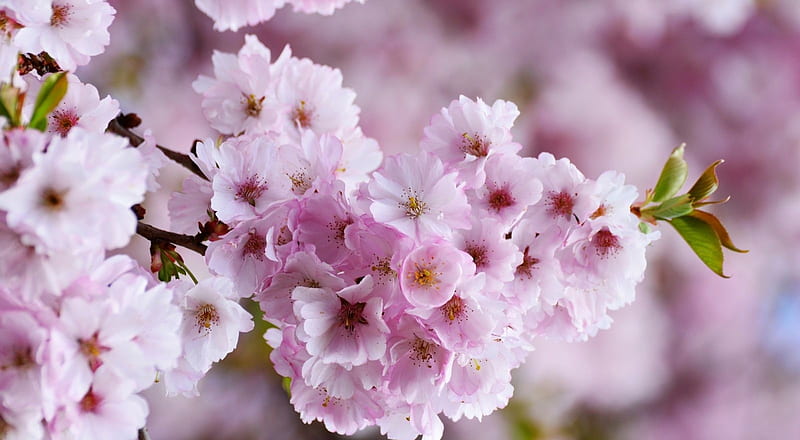 Flores de cerezo japonés, naturaleza, primavera, rosa, flor de cerezo,  suavidad, Fondo de pantalla HD | Peakpx