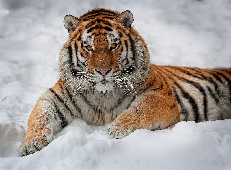 Cats, Snow, Tiger, Animal, Siberian Tiger, Amur Tiger, HD wallpaper