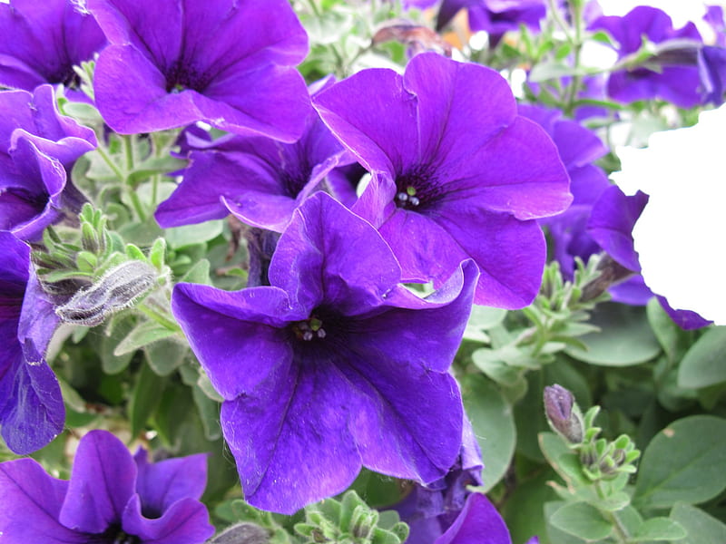 Purple Petunias, purple, green, flowers, graphy, petunias, HD wallpaper