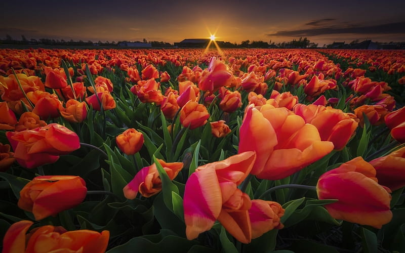 Tulips Field, flowers, sunset, tulips, field, HD wallpaper | Peakpx