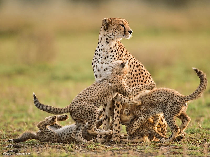 *** A family of cheetahs ***, dzikie, zwierzeta, gepardy, koty, HD wallpaper