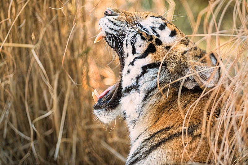 tiger, grin, canines, predator, muzzle, profile, HD wallpaper