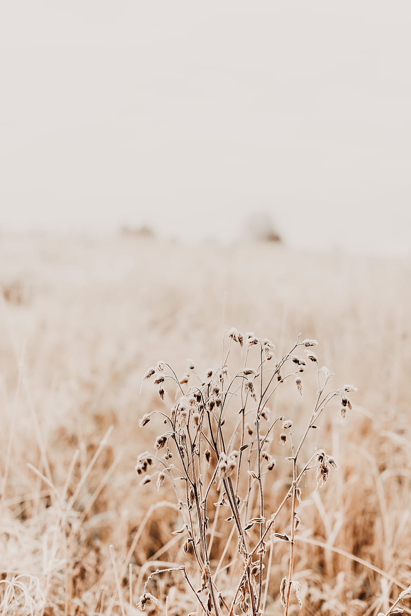plant, dry, grass, nature, HD phone wallpaper
