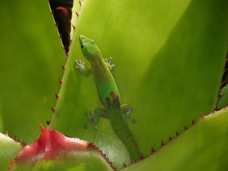 gecko, lizard, green, reptile, HD wallpaper