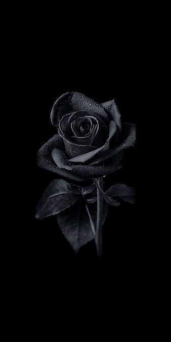 Black Rose, black lover, blackrose, love, natural, phone, rose love, HD phone wallpaper