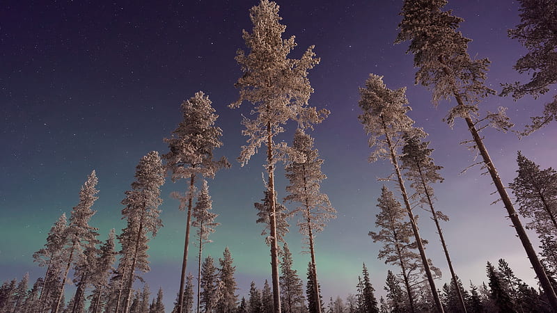 Long Pine Trees Winter Northern Lights Nature, HD wallpaper