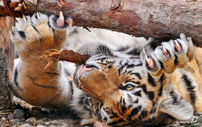 Tiger, claws, wilde, orange, paw, branch, wood, animal, HD wallpaper