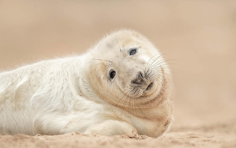 white seal, little seal, cute animals, wildlife, seals, HD wallpaper