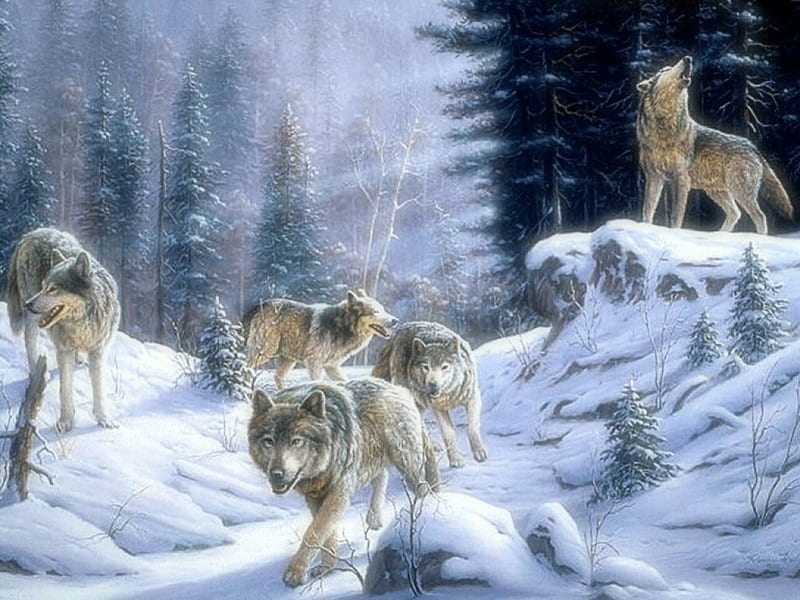 ✰Wolves Signals✰, sun, signals, Seasons, breeze, shine, bonito, howl, Winter, canine, lights, Nature, Wolves Signals, frosty, splendor, wild, Painting, forests, magnificent, animals, white trees, Art, hunters, trees, adventure, seeking, snow, rays of light, wolves, frozen, looking for, dogs, HD wallpaper