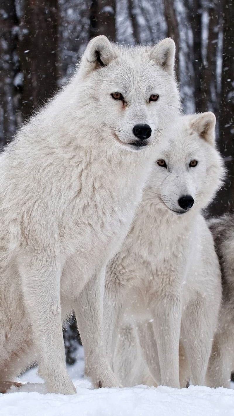 white wolves, animals, artic wolves, wild, wolfs, HD phone wallpaper