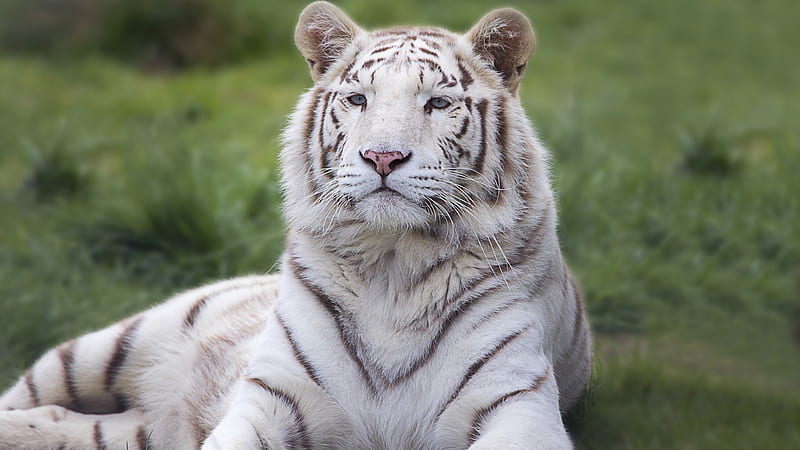 White Bengal Tiger In Green Grass Background Tiger, HD wallpaper