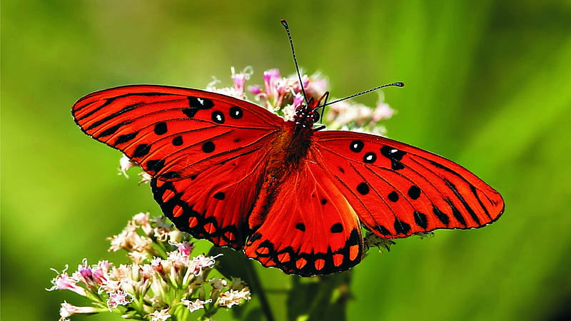 Lovely Red And Black Butterfly On Flowers With Green Background Butterfly, HD wallpaper
