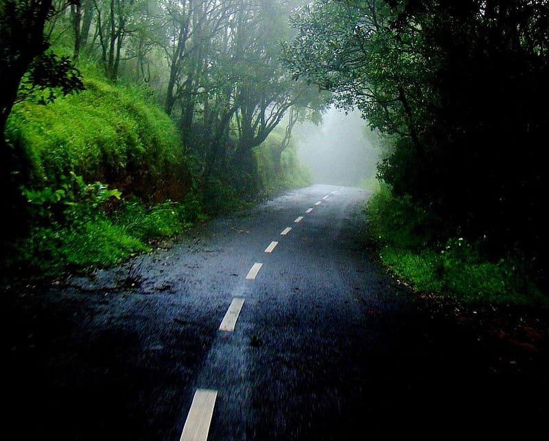 Foggy road, fog, forest, landscape, nature, rain, HD wallpaper