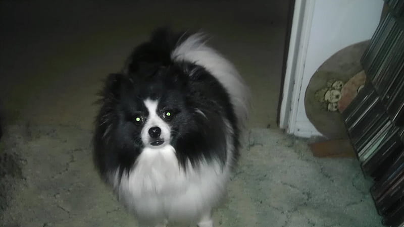 Pepe LePu all grown up., Pepe LePu, black and white beauty, Pomeranian, Dog, HD wallpaper