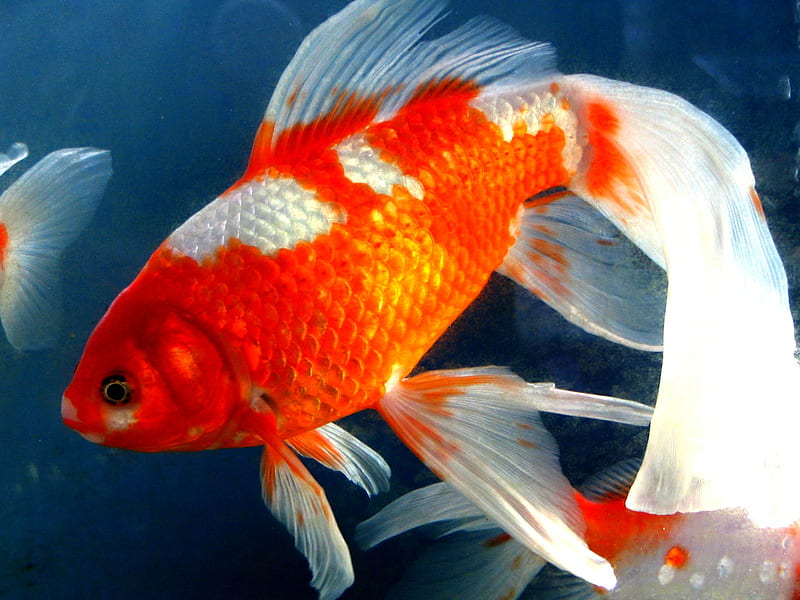 gold fish, gold, water, fish, animal, HD wallpaper