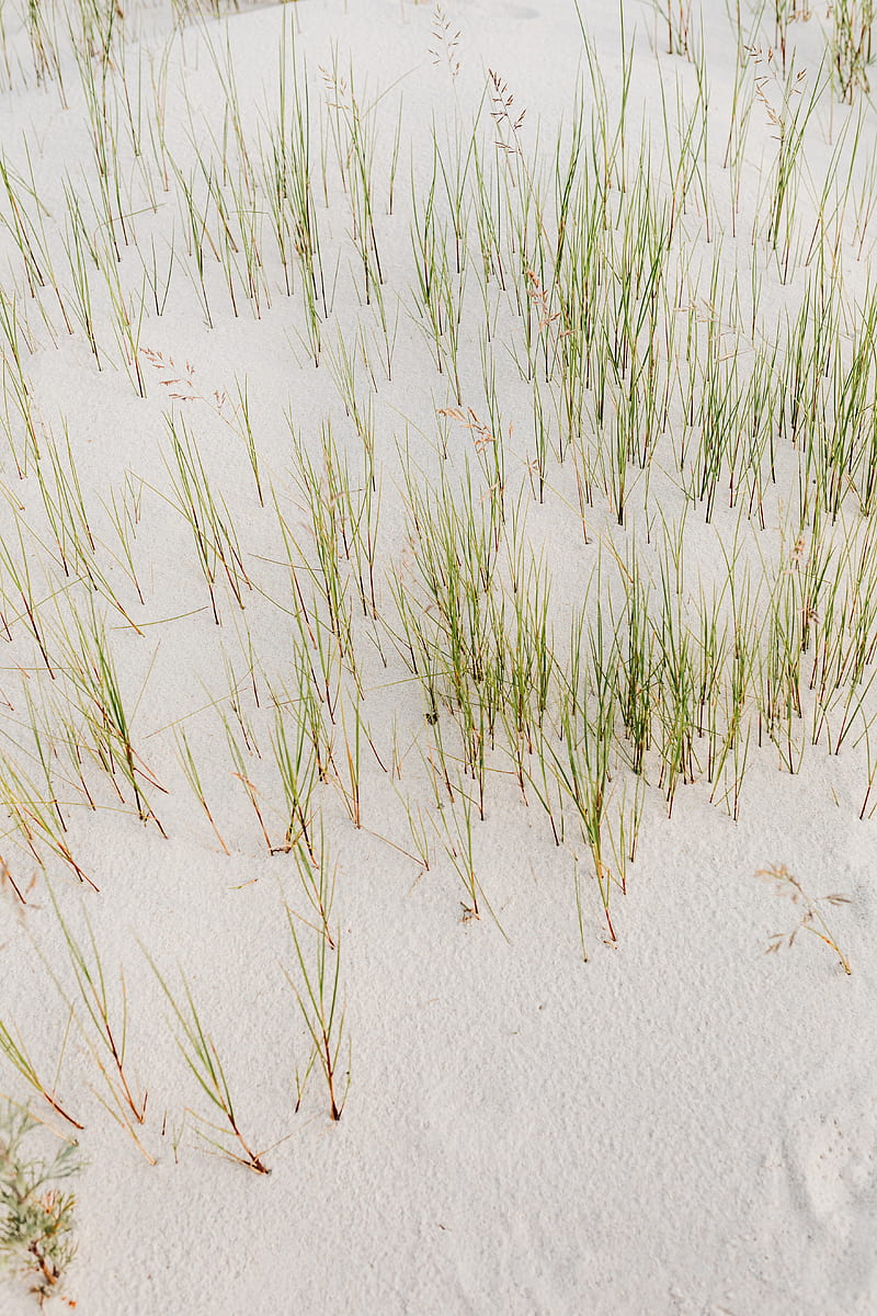 Green Grass on White Sand, HD phone wallpaper