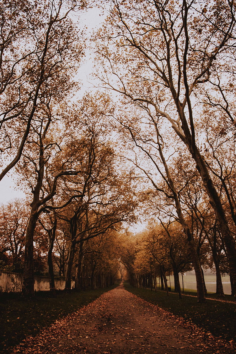 park, path, trees, alley, autumn, HD phone wallpaper