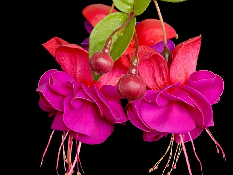 Vibrant, fuschia, red, flowers, pink, HD wallpaper