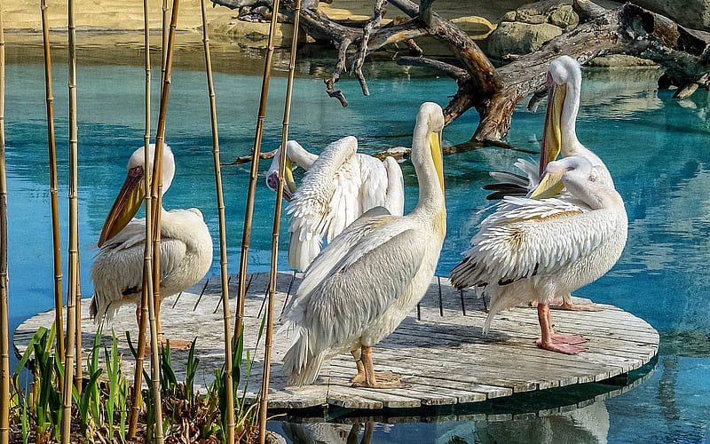 oceanographic park, white pelicans, valencia, spain, HD wallpaper