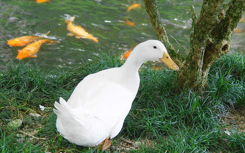 White Duck, water, duck, bird, fish, white, animal, HD wallpaper
