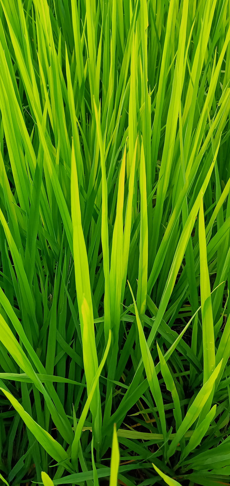 Rice field, cactus, grass, green, land, natural, nature, HD phone wallpaper