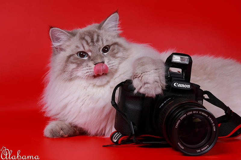 Love my camera, cute, camera, fun, funny, cat, HD wallpaper