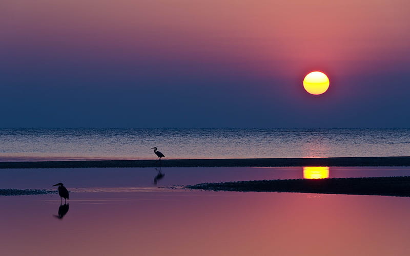 decline herons sun beach-Natural scenery, HD wallpaper