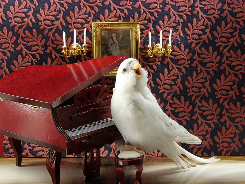 Bird Song, song, singing, piano, budgerigar, HD wallpaper