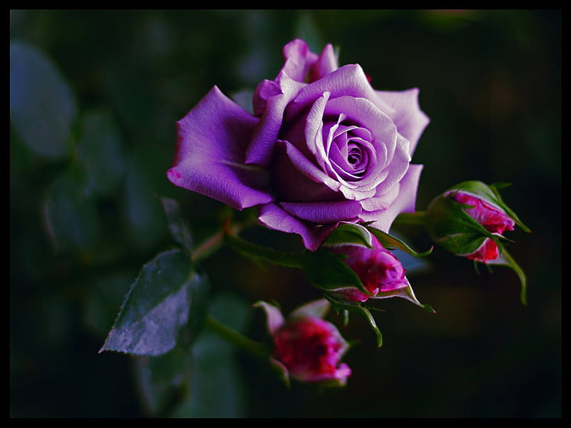 purple rose, pretty, rose, soft, bud, elegance, nice, purple, plants, blossoms, flowers, nature, petals, blooms, delecate, HD wallpaper