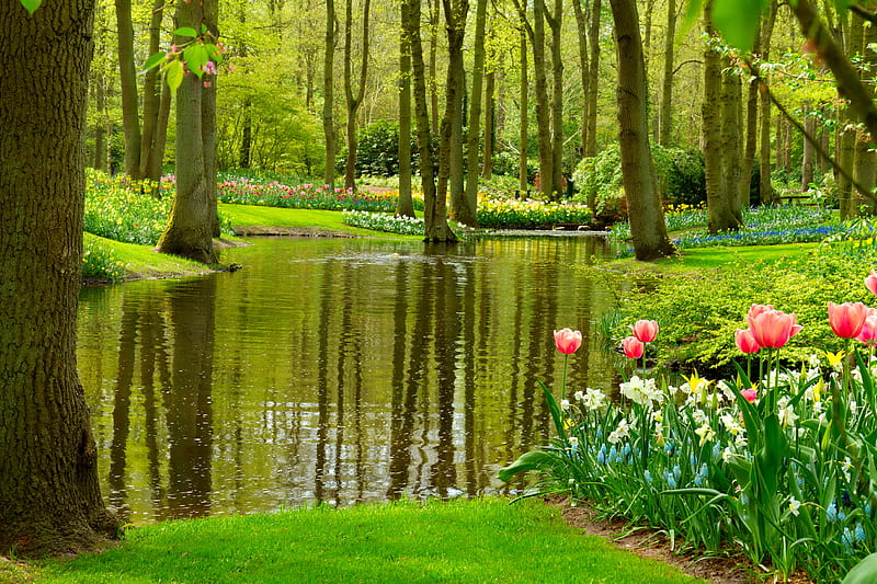 Green paradise, Keukenhof, spring, park, trees, pond, serenity, paradise, peaceful, garden, walk, tulips, reflection, tranquility, pretty, grass, bonito, Netherland, Holland, flowers, greenery, HD wallpaper