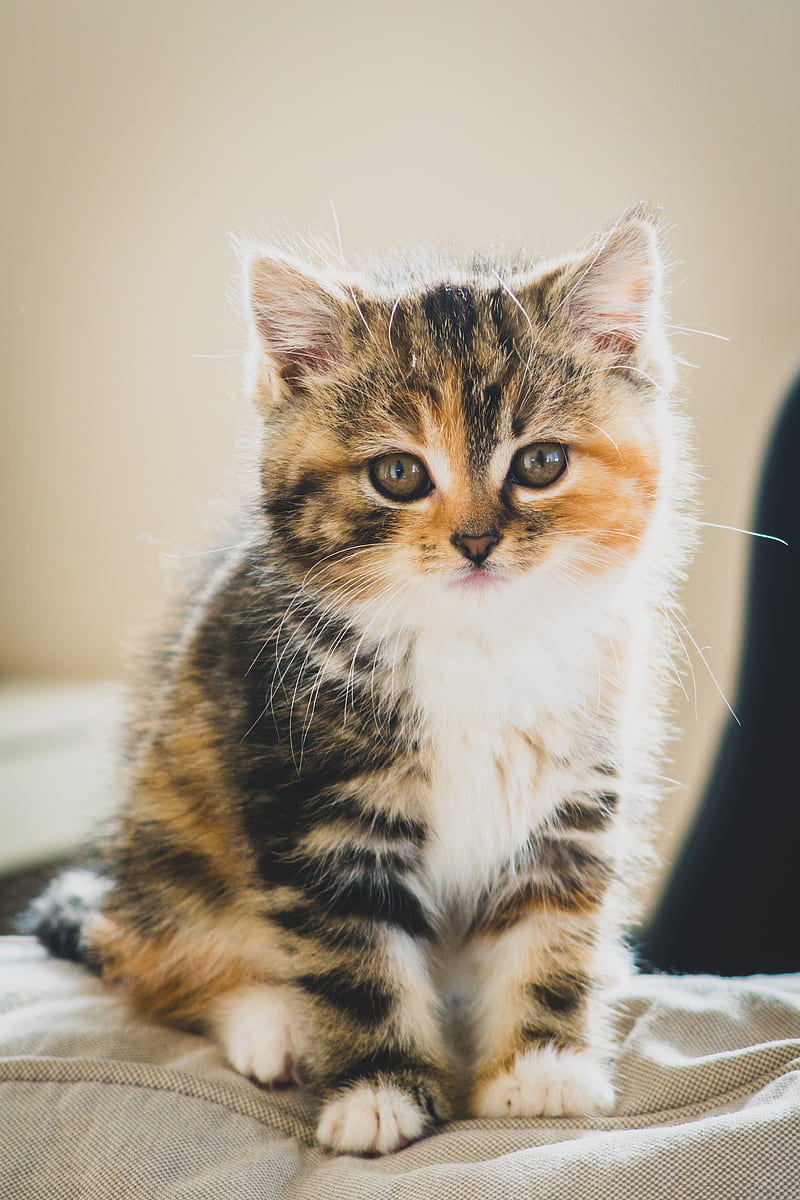 kitten, cat, cute, pet, HD phone wallpaper