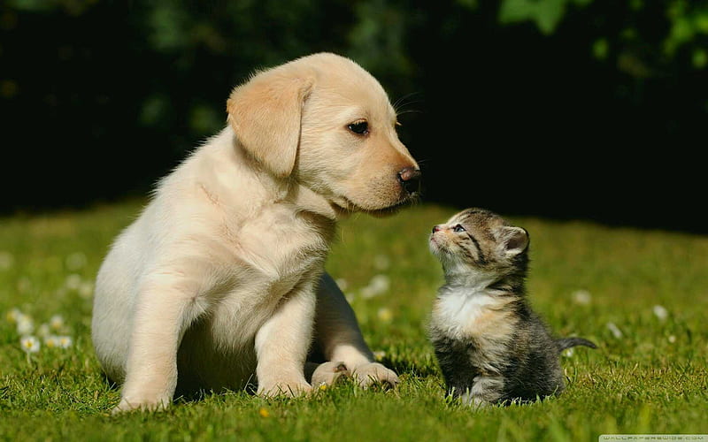 pets, animals, puppy, kitten, HD wallpaper