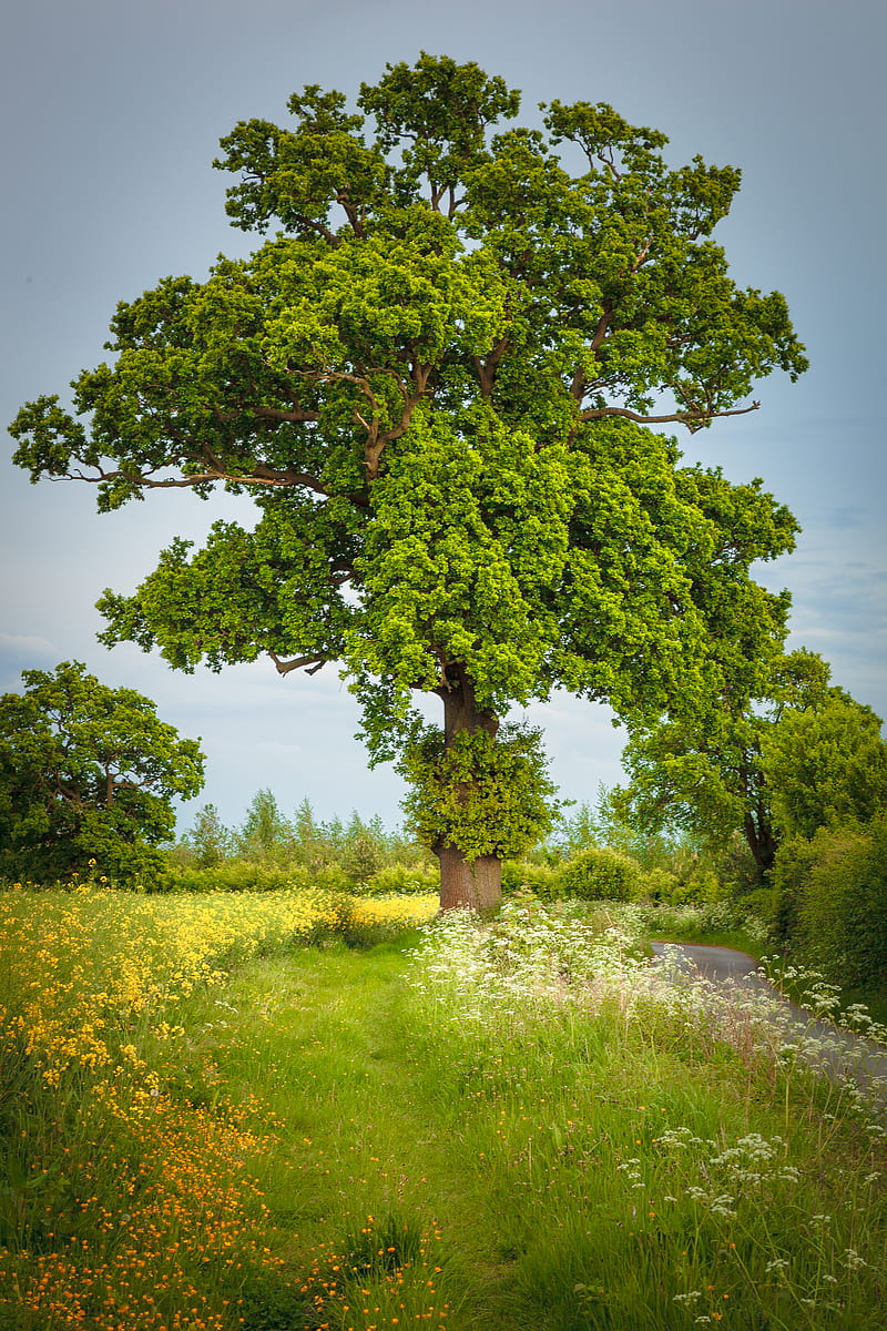 Summer, country, england, landscape, meadow, oak, peaceful, pretty, tree, HD phone wallpaper
