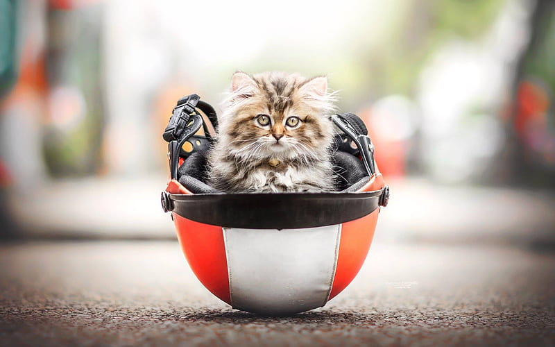 Persian Cats, kitten, helmet, fluffy cat, bokeh, cats, domestic cats, pets, Persian, HD wallpaper