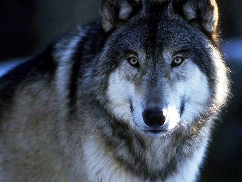 Wolf, wildlife, wild, animal, HD wallpaper | Peakpx